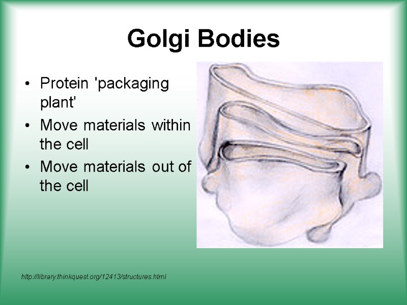 Golgi Bodies Protein 'packaging plant' Move materials within the cell Move materials out of